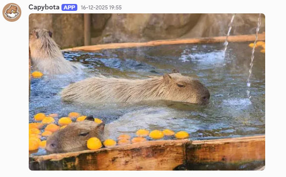 Capybota dashboard preview